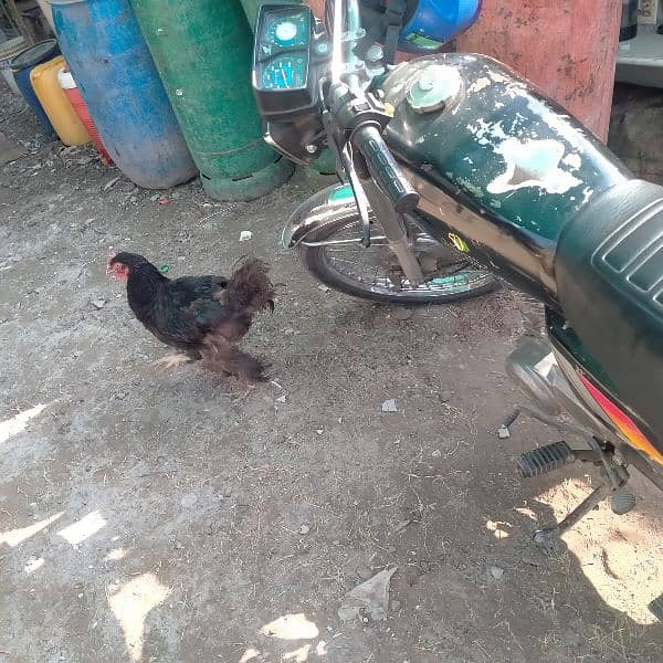 Hen,s for sale 7