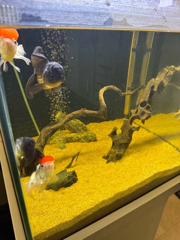 oranda goldfish and fish tank 10