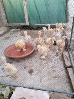 aseel/chicks aseel/hen heavy-buff/chicks desi/hen misri/hen heavy buff