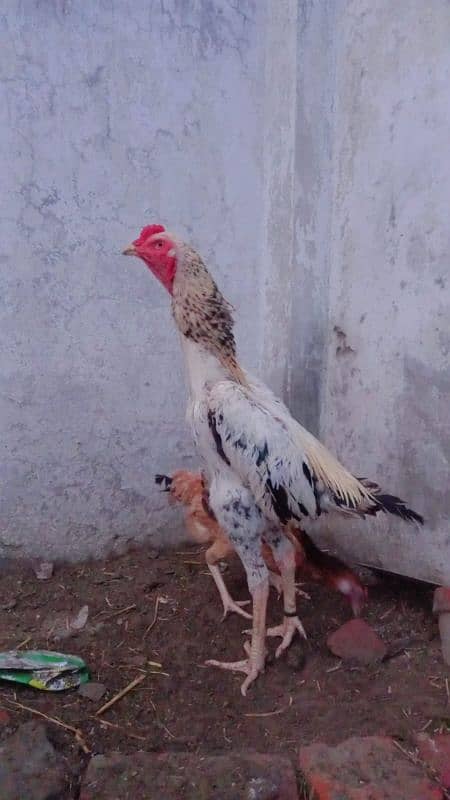 Aseel shamo cross chicks available 4