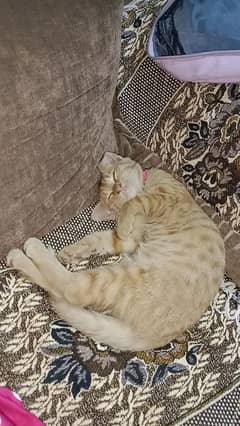 Female ginger kitten for sale