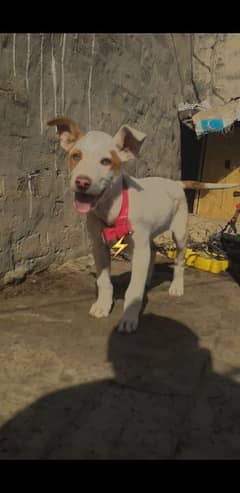 bully gultier age 2 month very active and healthy