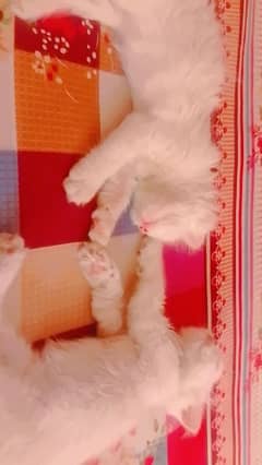 Persian kittens for sell