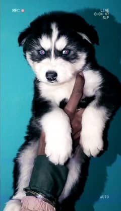 husky whoolycaot Blue eye's female