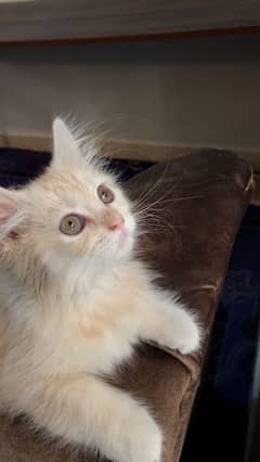 PERSIAN KITTEN FEMALE