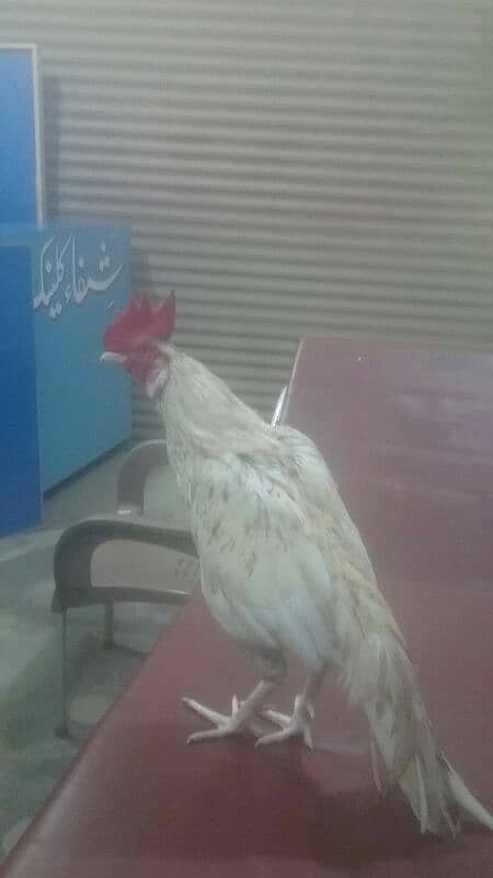 mianwali bengum murgha for sell 1