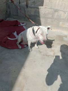 urget sale dog paiso ki zadorat hai family dog hai +923444868854