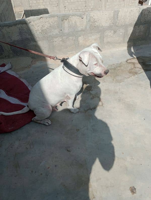 urget sale dog paiso ki zadorat hai family dog hai +923444868854 2