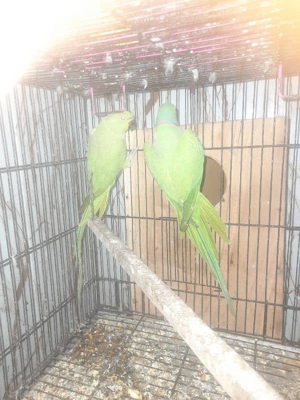 breeder pair 0