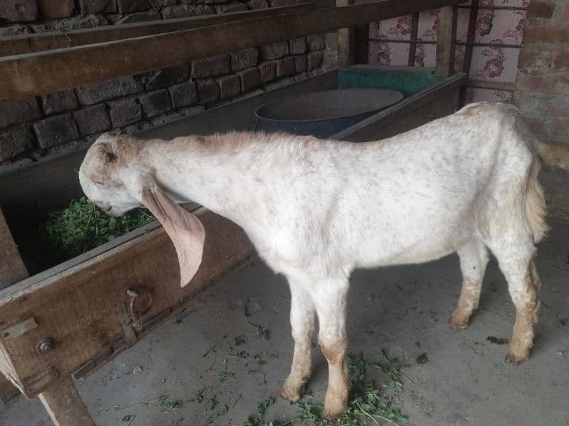 makhi China bakra 1