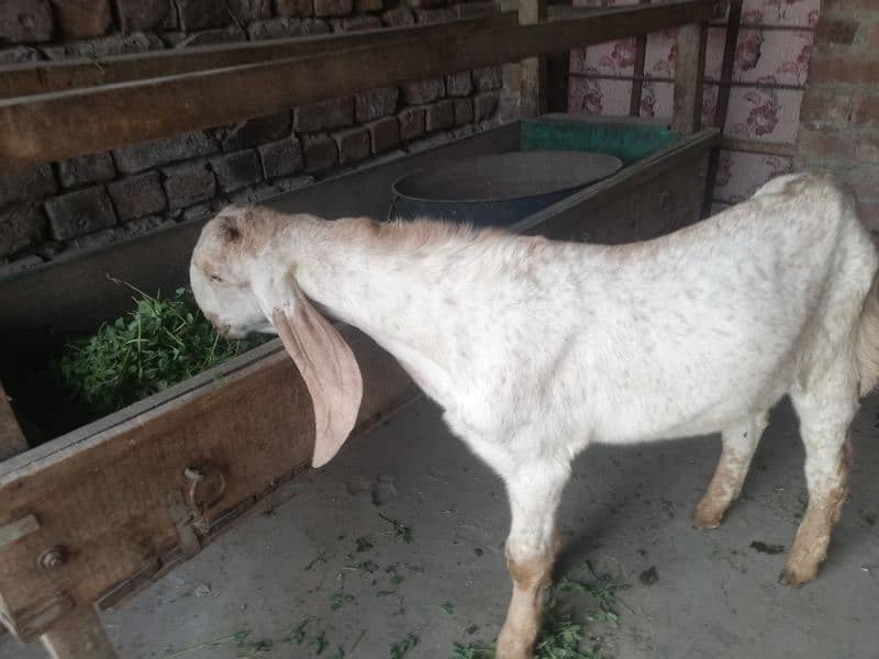 makhi China bakra 2