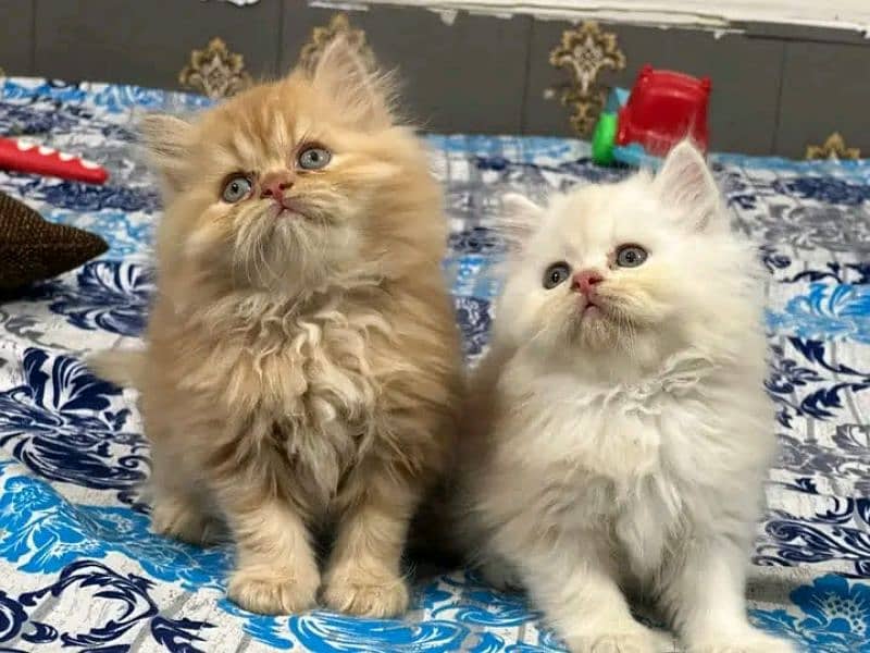 PERSIAN KITTEN FOR SALE ONLY CONTACT WHATUP ,03201711036 2