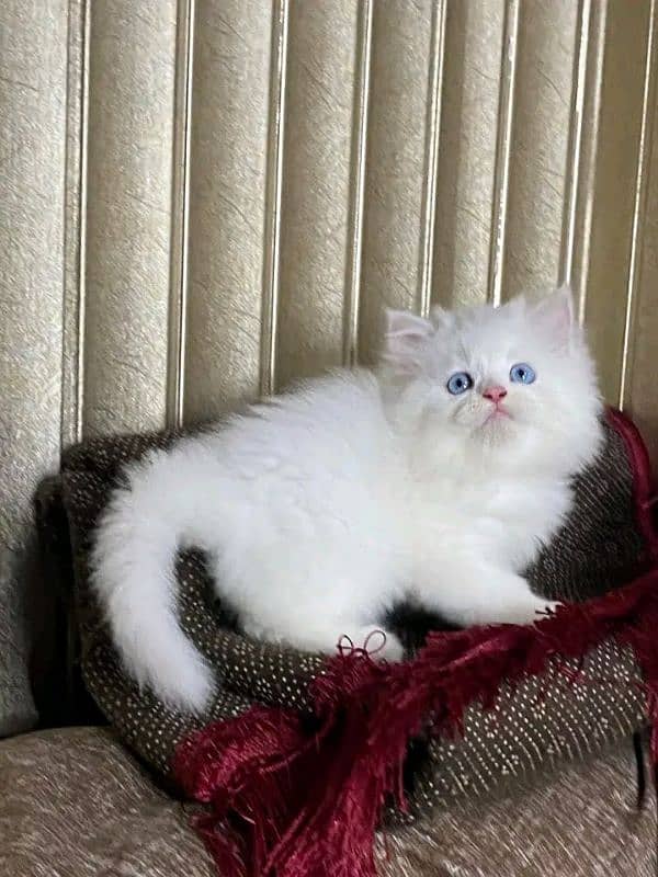 PERSIAN KITTEN FOR SALE ONLY CONTACT WHATUP ,03201711036 6