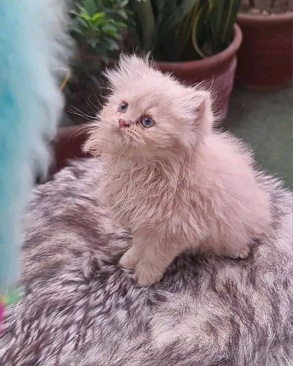 PERSIAN KITTEN FOR SALE ONLY CONTACT WHATUP ,03201711036 7