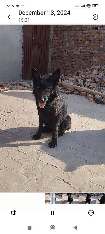 black German shepherd confirm breeder female for sale. 1