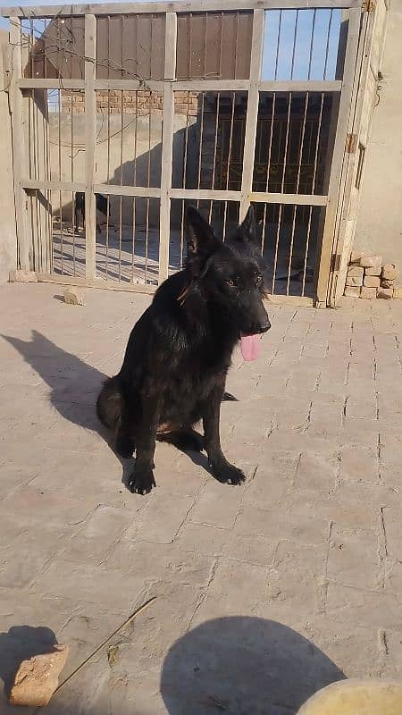 black German shepherd confirm breeder female for sale. 2