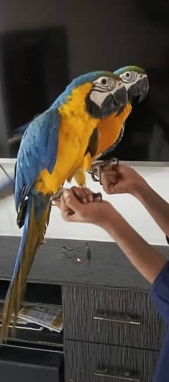 MACAW Blue n Gold TAME & talking  pair available