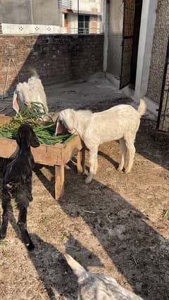 goats for sale jhelum milking goat with bakra and female goat