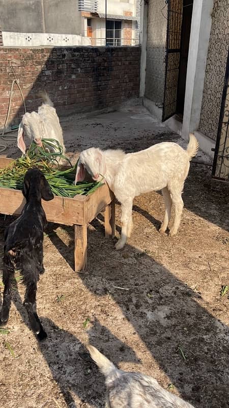 goats for sale jhelum milking goat with bakra and female goat 0