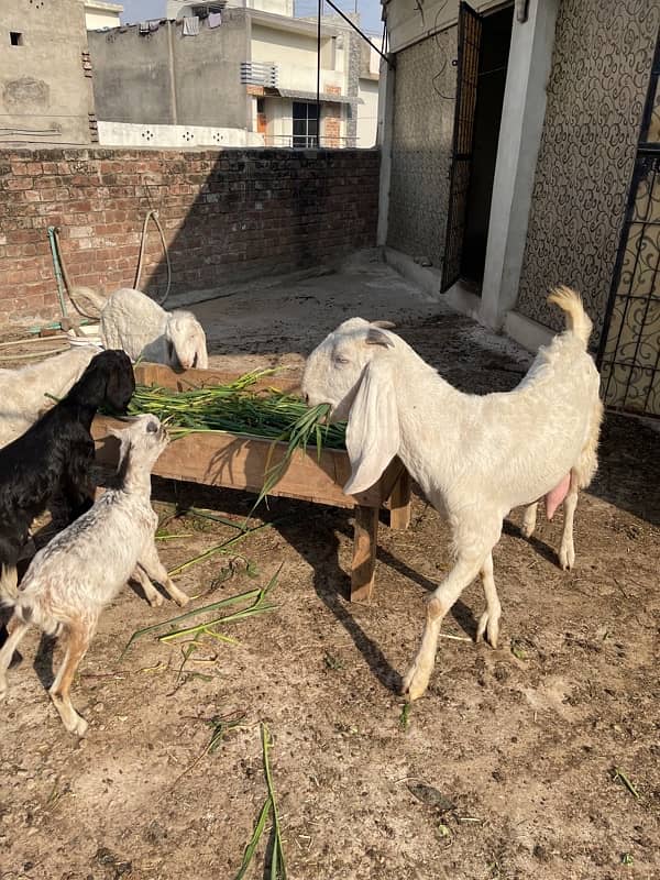 goats for sale jhelum milking goat with bakra and female goat 1