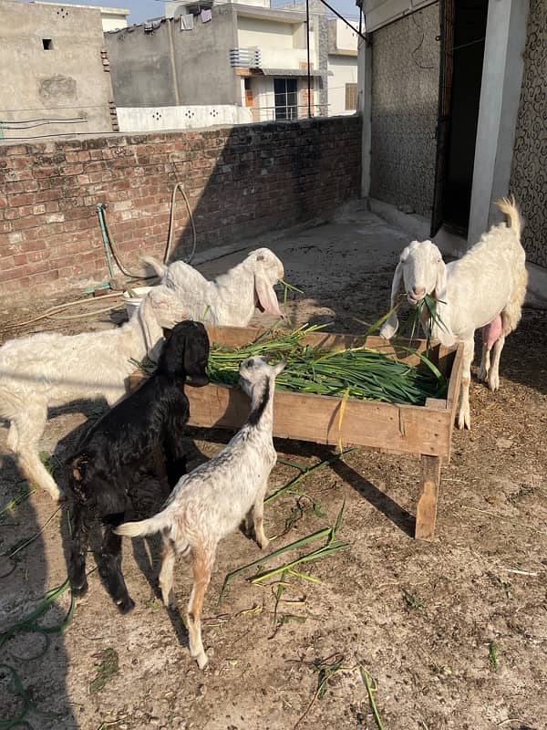 goats for sale jhelum milking goat with bakra and female goat 2