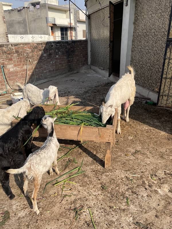 goats for sale jhelum milking goat with bakra and female goat 3