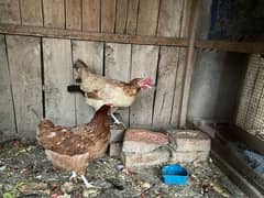 5 Egg laying Desi Hens  for Sale