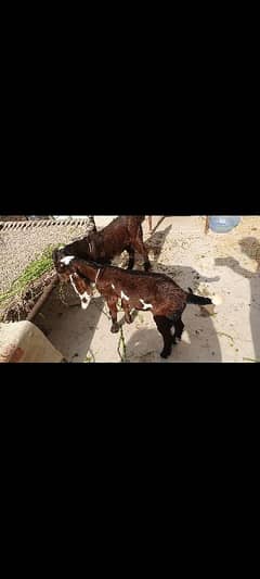 Nagra Daba and Nagra Male baby for sale