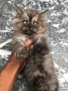 pure persian Guaranteed healthy kittens for sale Cash on delivery