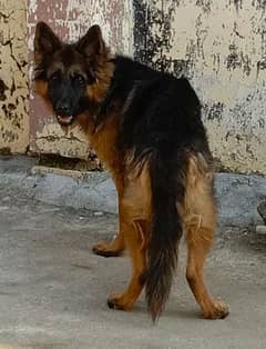 GSD LONG COAT HUGE BODY STRUCTURE