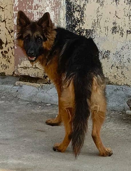 GSD LONG COAT HUGE BODY STRUCTURE 0