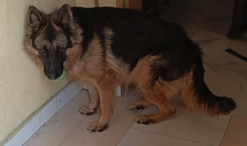 GSD LONG COAT HUGE BODY STRUCTURE 1