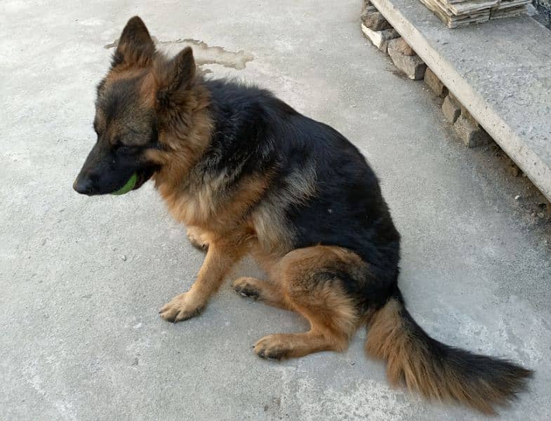 GSD LONG COAT HUGE BODY STRUCTURE 4