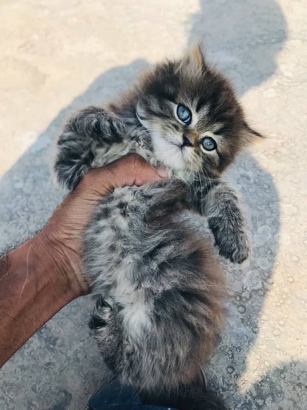 Blue eye Gift quality pure breed kittens healthy and active [COD] 5