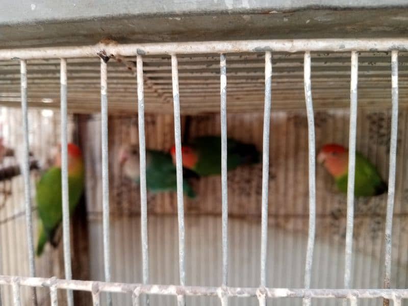 cocktail and love bird sale urgent 0