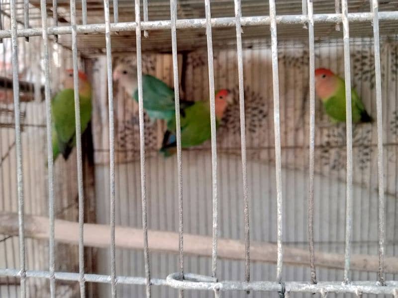 cocktail and love bird sale urgent 6