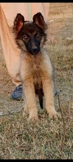 Alsatian pighali female 3 months for sale