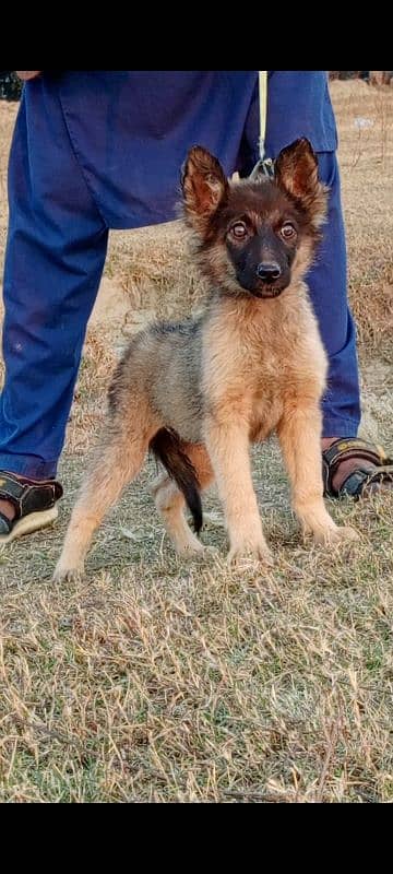 Alsatian pighali female 3 months for sale 1