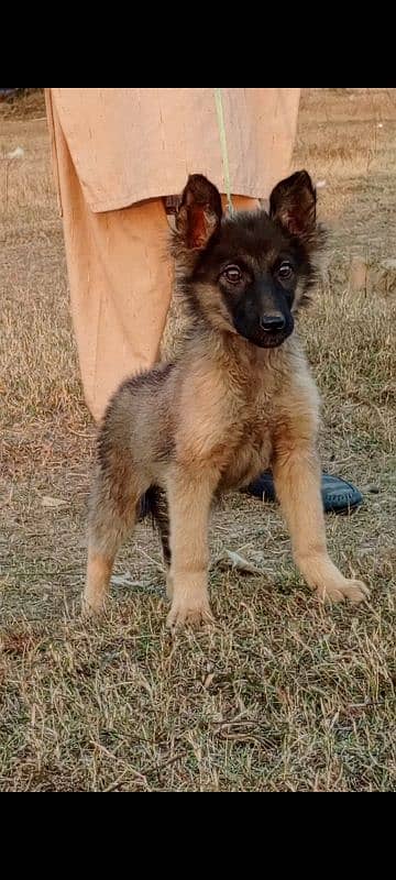 Alsatian pighali female 3 months for sale 2