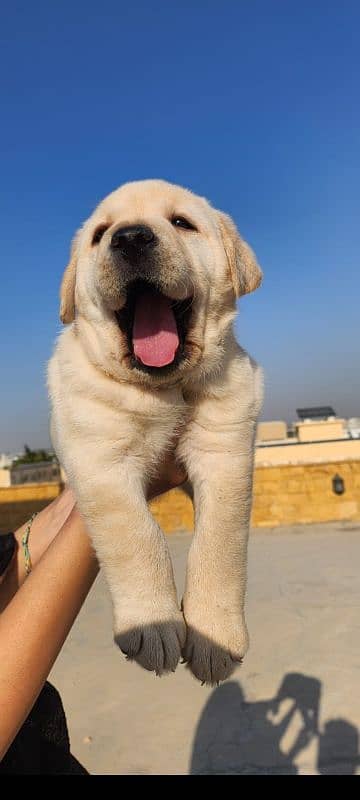 Top notch pedigreed puppies available in reasonable prices. 2