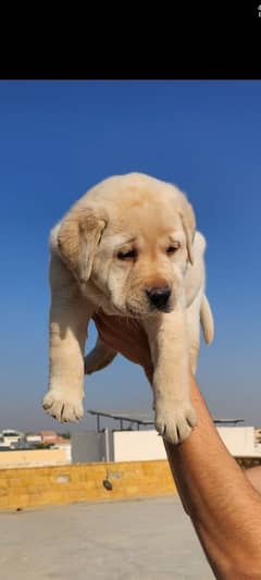 Top notch pedigreed puppies available in reasonable prices.