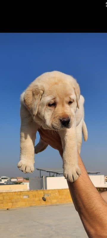 Top notch pedigreed puppies available in reasonable prices. 0