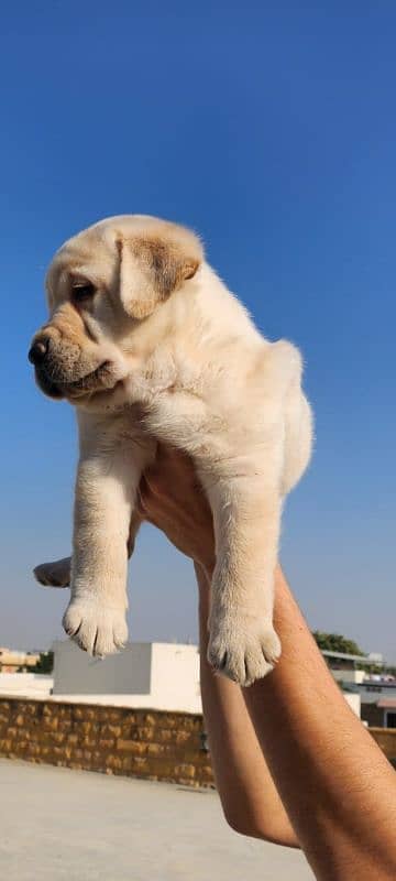 Top notch pedigreed puppies available in reasonable prices. 1