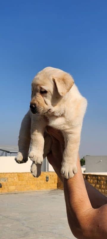 Top notch pedigreed puppies available in reasonable prices. 3