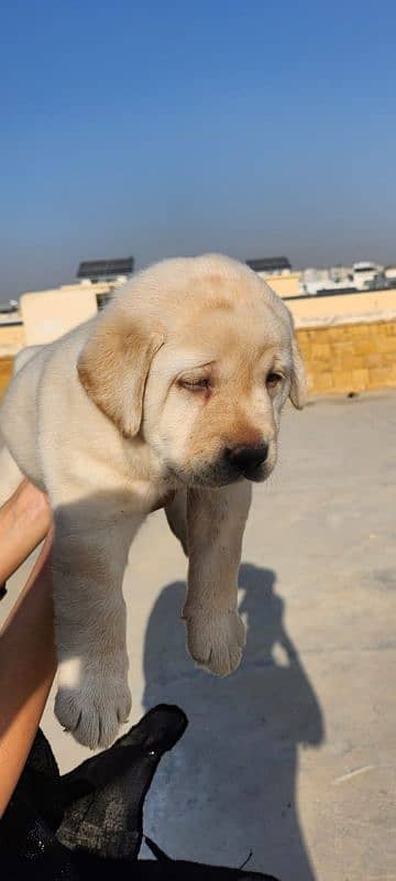 Top notch pedigreed puppies available in reasonable prices. 4