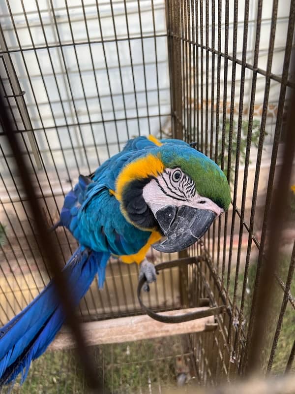 hand taimed blue  macaw 0