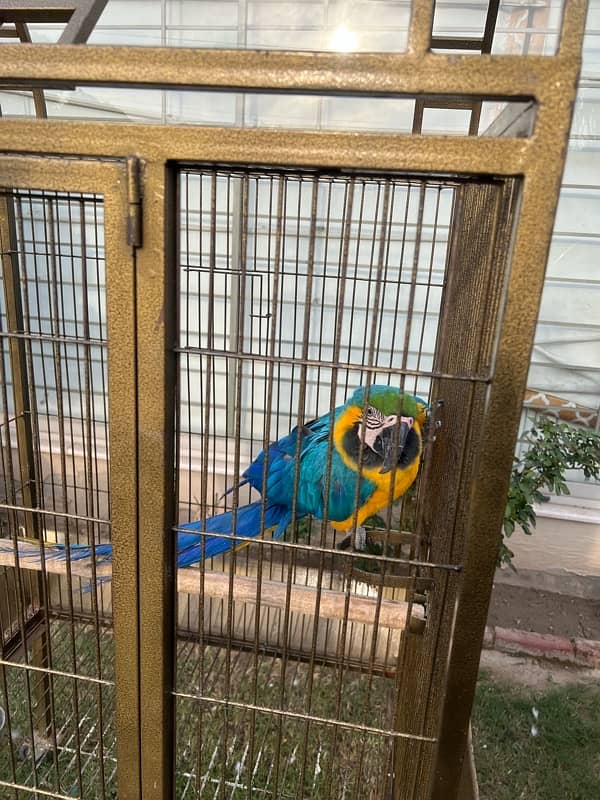 hand taimed blue  macaw 1