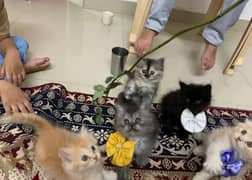 Persian triple coated kittens for sale