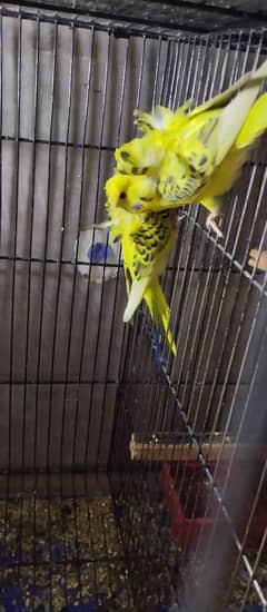 Parrot hogoromo tcb and simple paid female  for sale