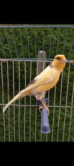 super singing canary male for sale